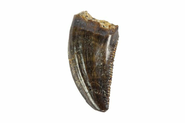 Serrated, Small Theropod (Raptor) Tooth - Montana #121868